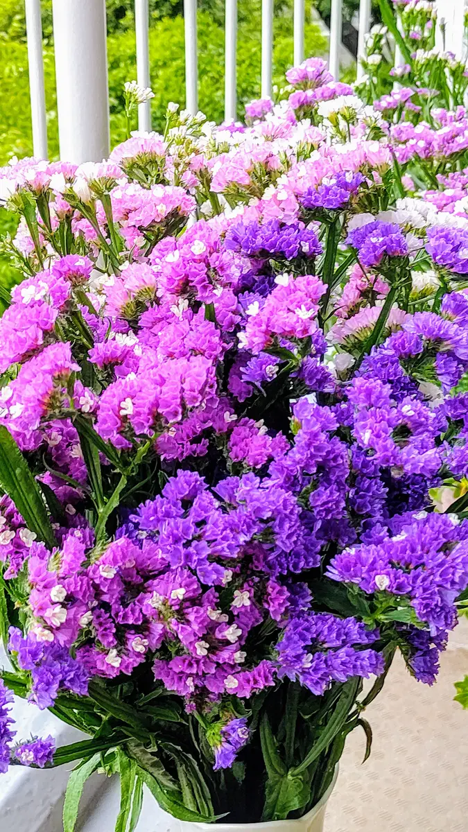 スターチスの花束💐｜園芸日記byたぬき丸｜みんなの趣味の園芸｜1074643