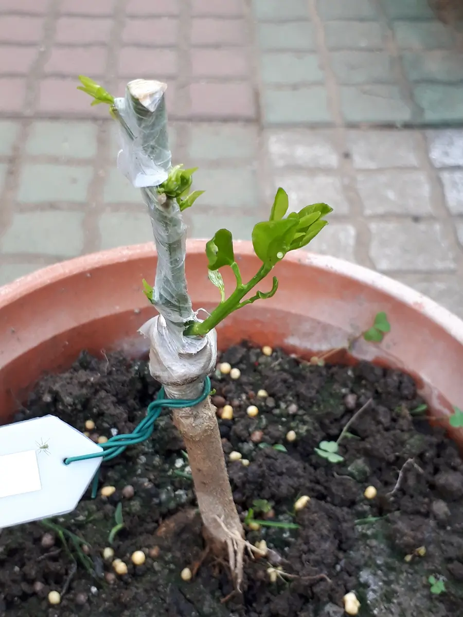 実生苗に接ぎ木したポンカンは活着、大玉スイカに敷き草｜園芸日記by