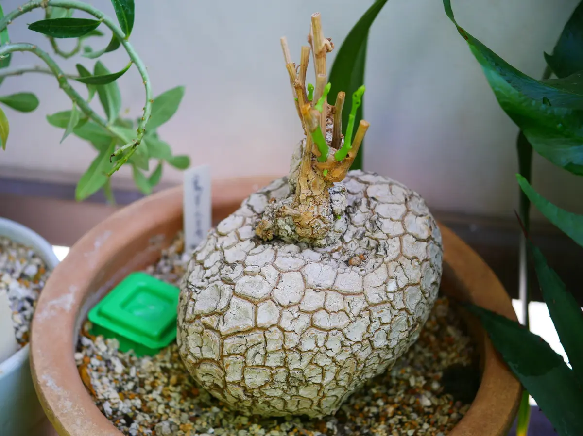 ステファニア・スペローサ 3.5号 塊根植物 コーデックス ステファニア