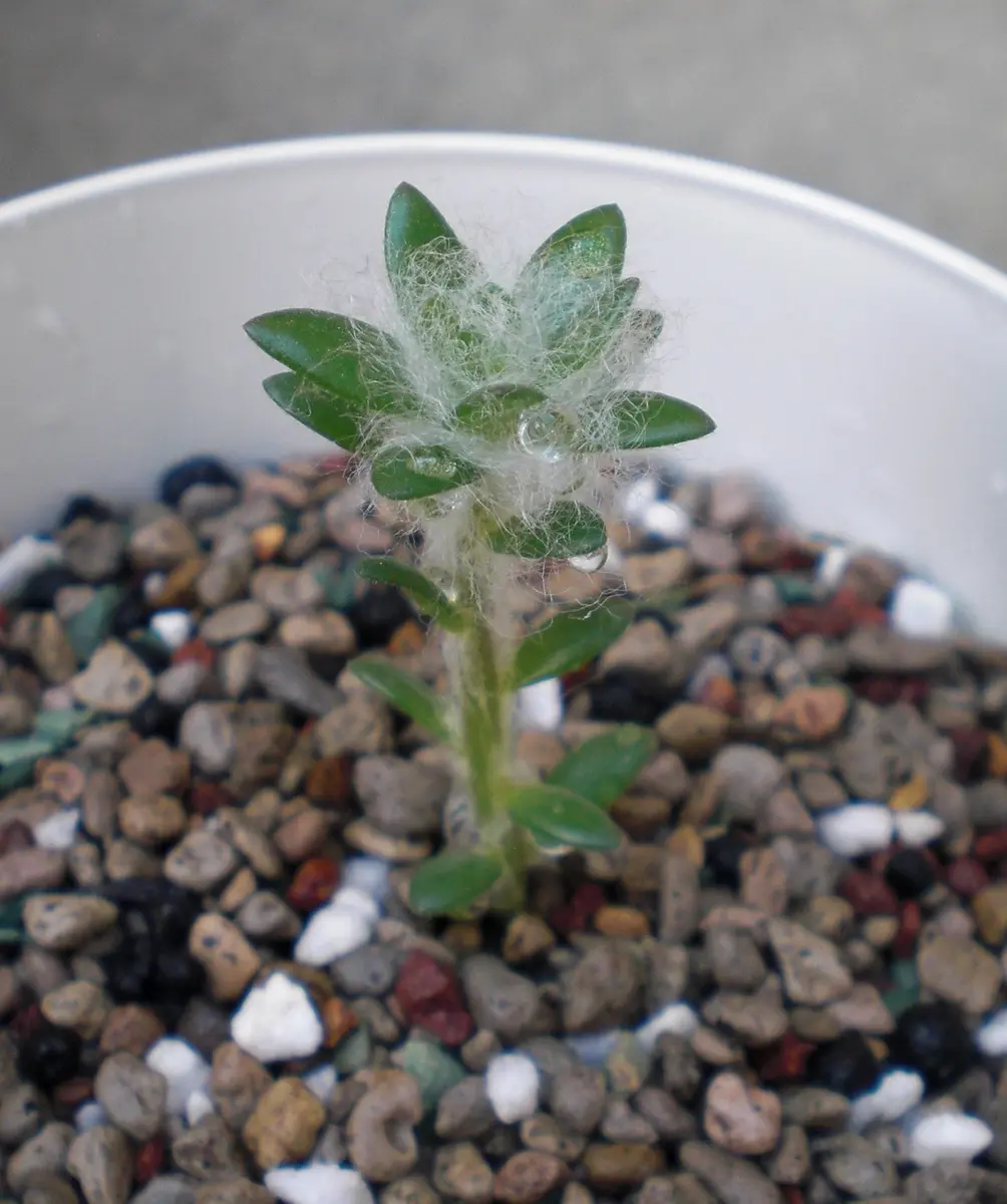 ウェルデルマニー｜園芸日記byジョーズナー｜みんなの趣味の園芸｜1075220