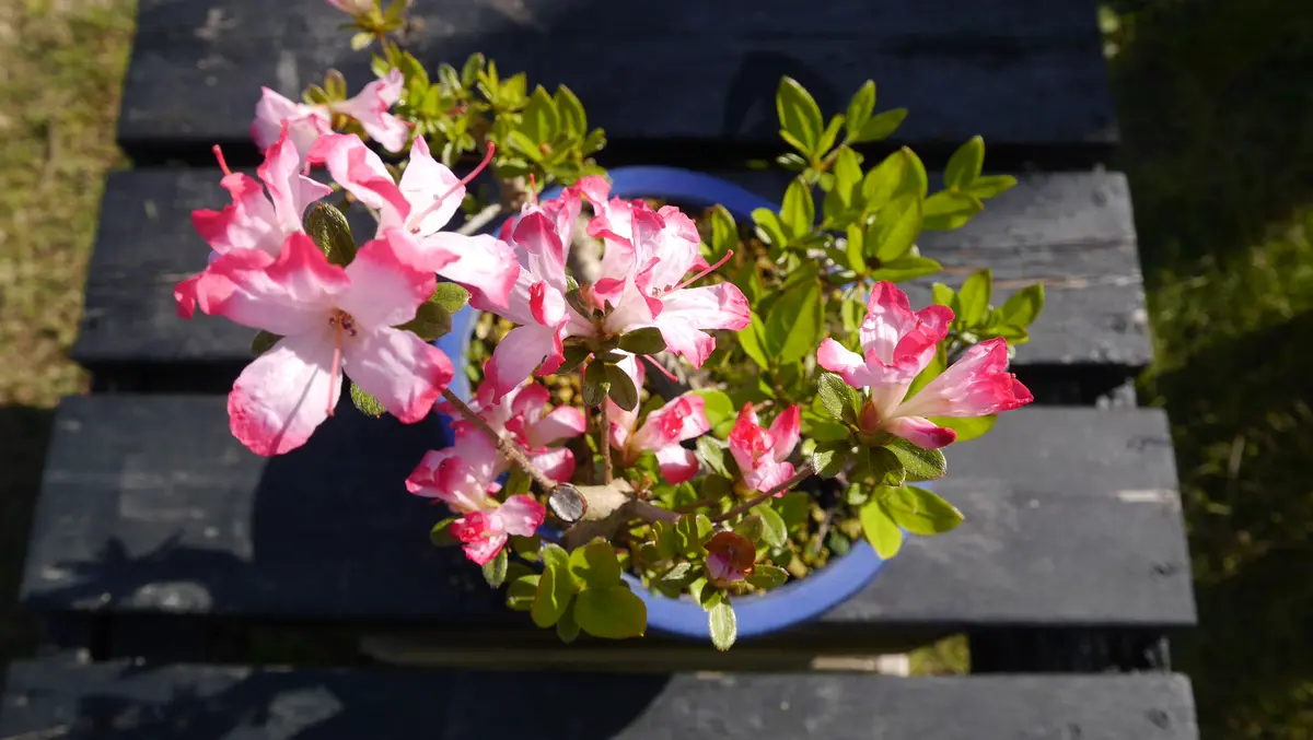 さつき-「深山満月」｜園芸日記byshinji70｜みんなの趣味の園芸｜1075306