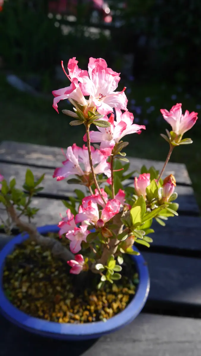 さつき-「深山満月」｜園芸日記byshinji70｜みんなの趣味の園芸｜1075306