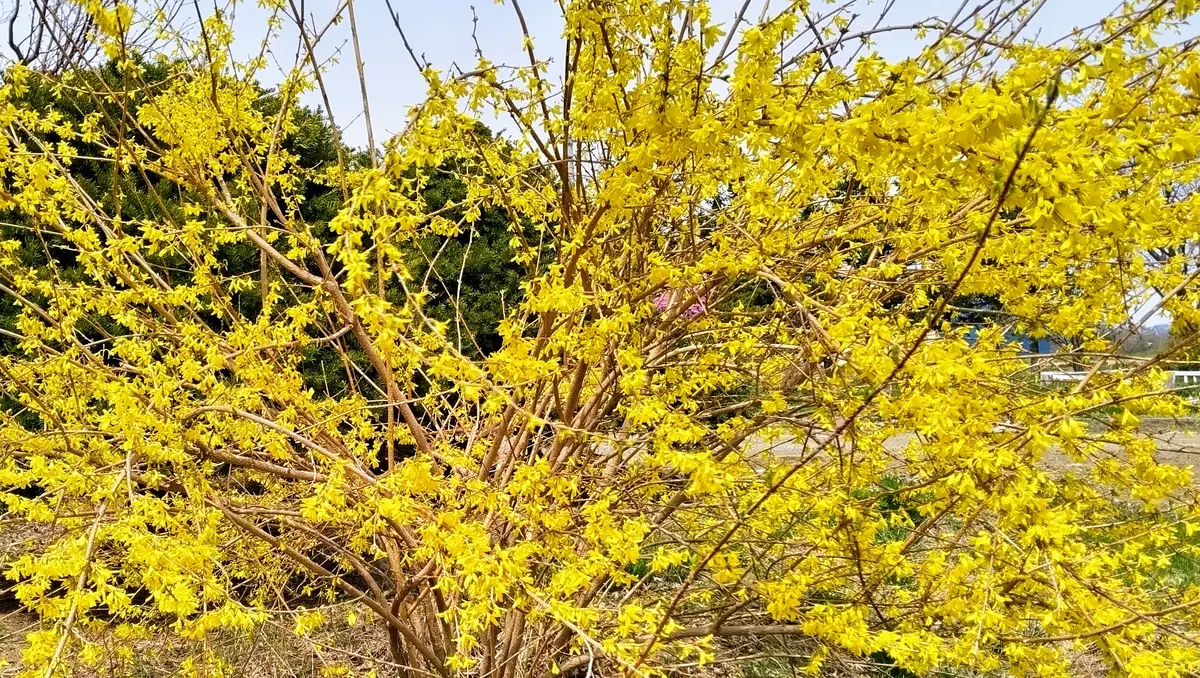 レンギョウエゾヤマ桜遅咲きスイセン｜園芸日記byセイヨウミヤコ