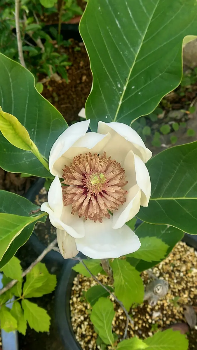 受咲大山蓮華（ウケザキオオヤマレンゲ）開花｜園芸日記byドブ