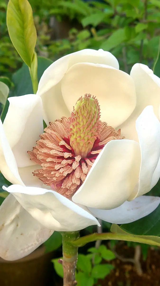 受咲大山蓮華（ウケザキオオヤマレンゲ）開花｜園芸日記byドブたぬきの