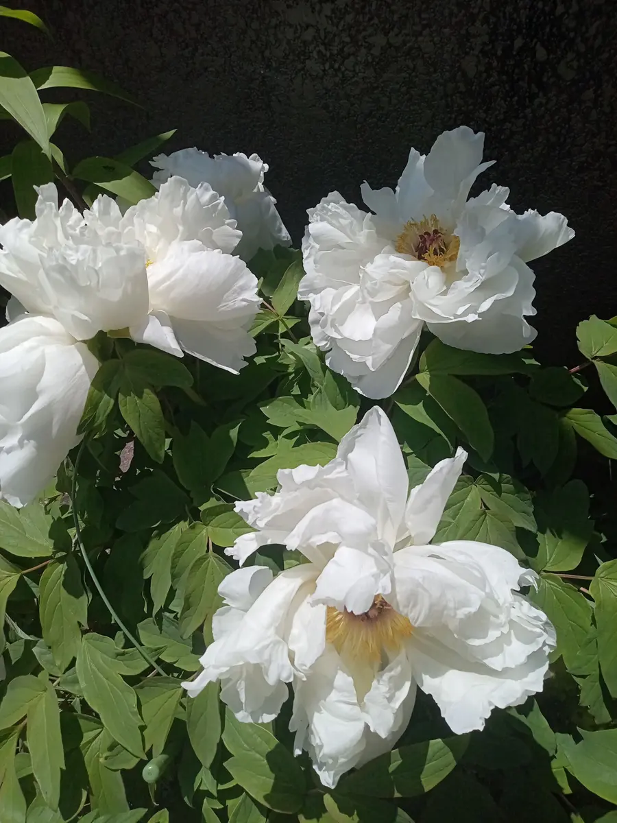古代中国人や正岡子規などから愛された“牡丹”の花｜園芸日記byごつむし