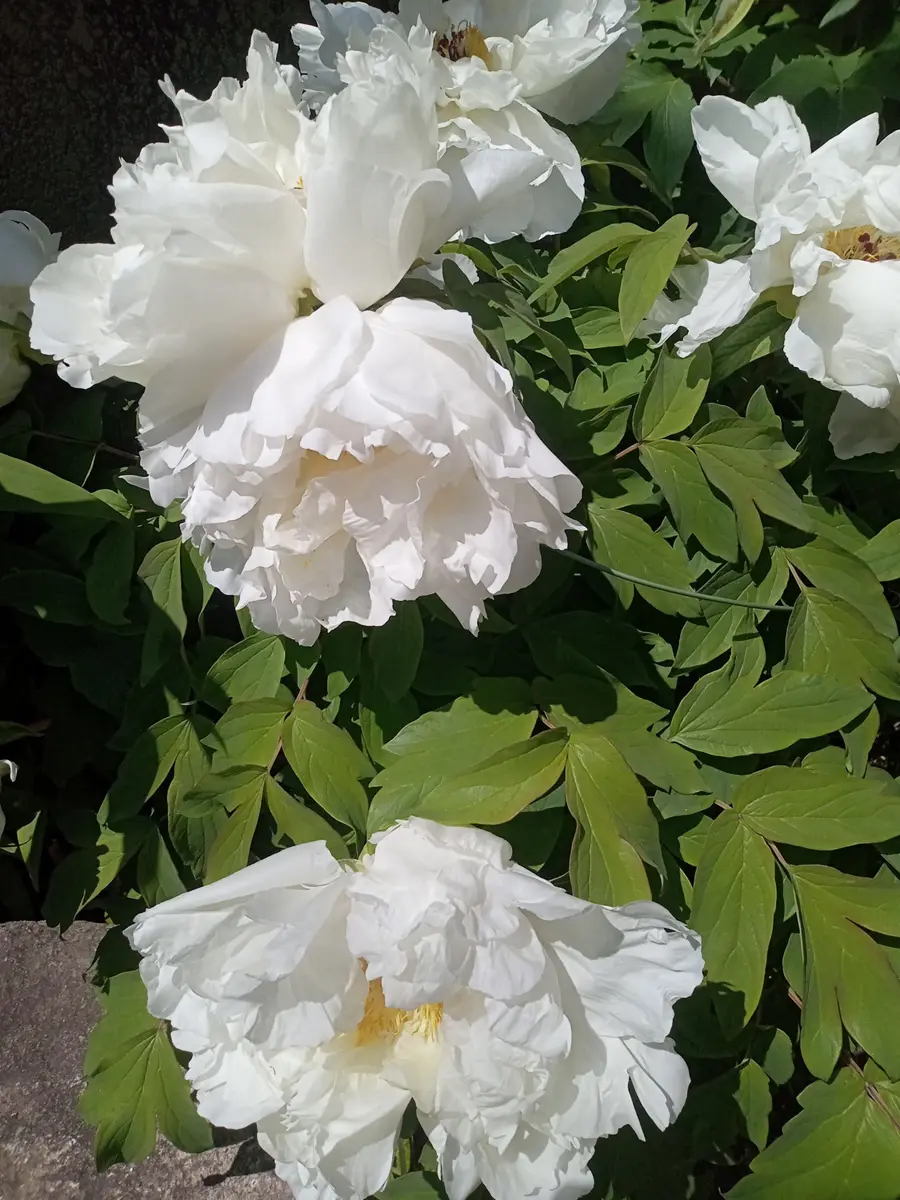 古代中国人や正岡子規などから愛された“牡丹”の花｜園芸日記byご