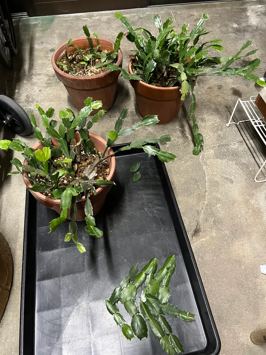 【クラウン】シャコバサボテン　赤羽＋黄羽＋バハ 　接木 シャコバサボテンの植替えと挿し芽 1｜園芸日記byukp_simple
