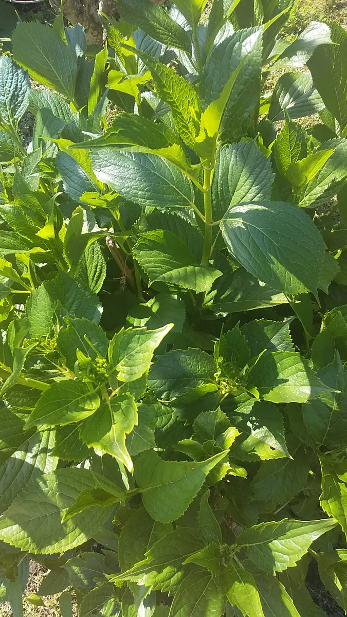 近所に生えてた葉っぱです 今年は葉っぱ🌱の異常が多い気がする・・・｜園芸日記byガンド猫