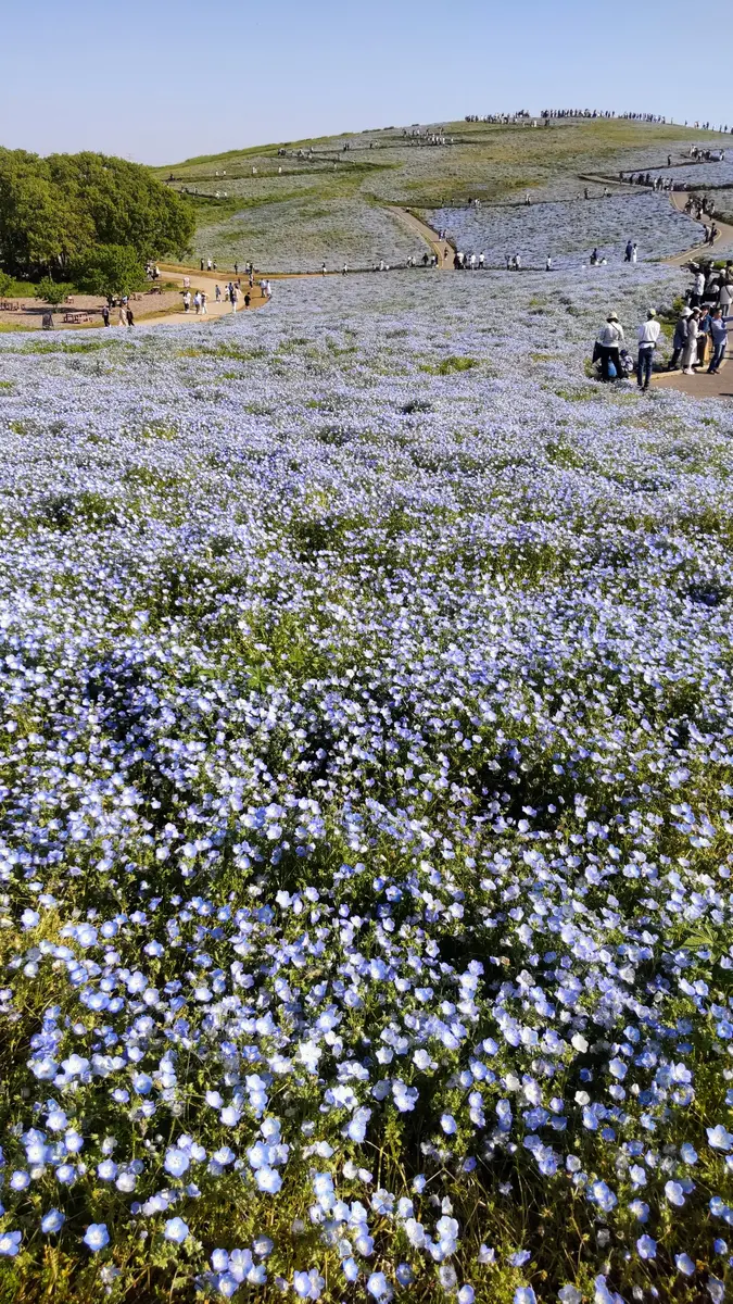 ひたち海浜公園のネモフィラ | ひーくんのブログ