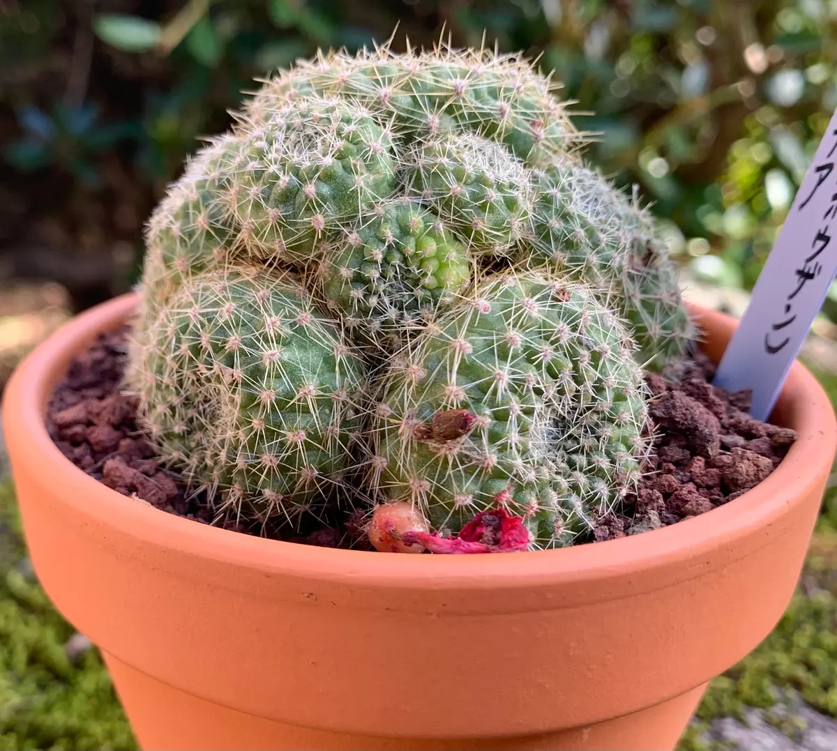 レブチア属宝山(ホウザン)が開花しています。｜園芸日記byK110