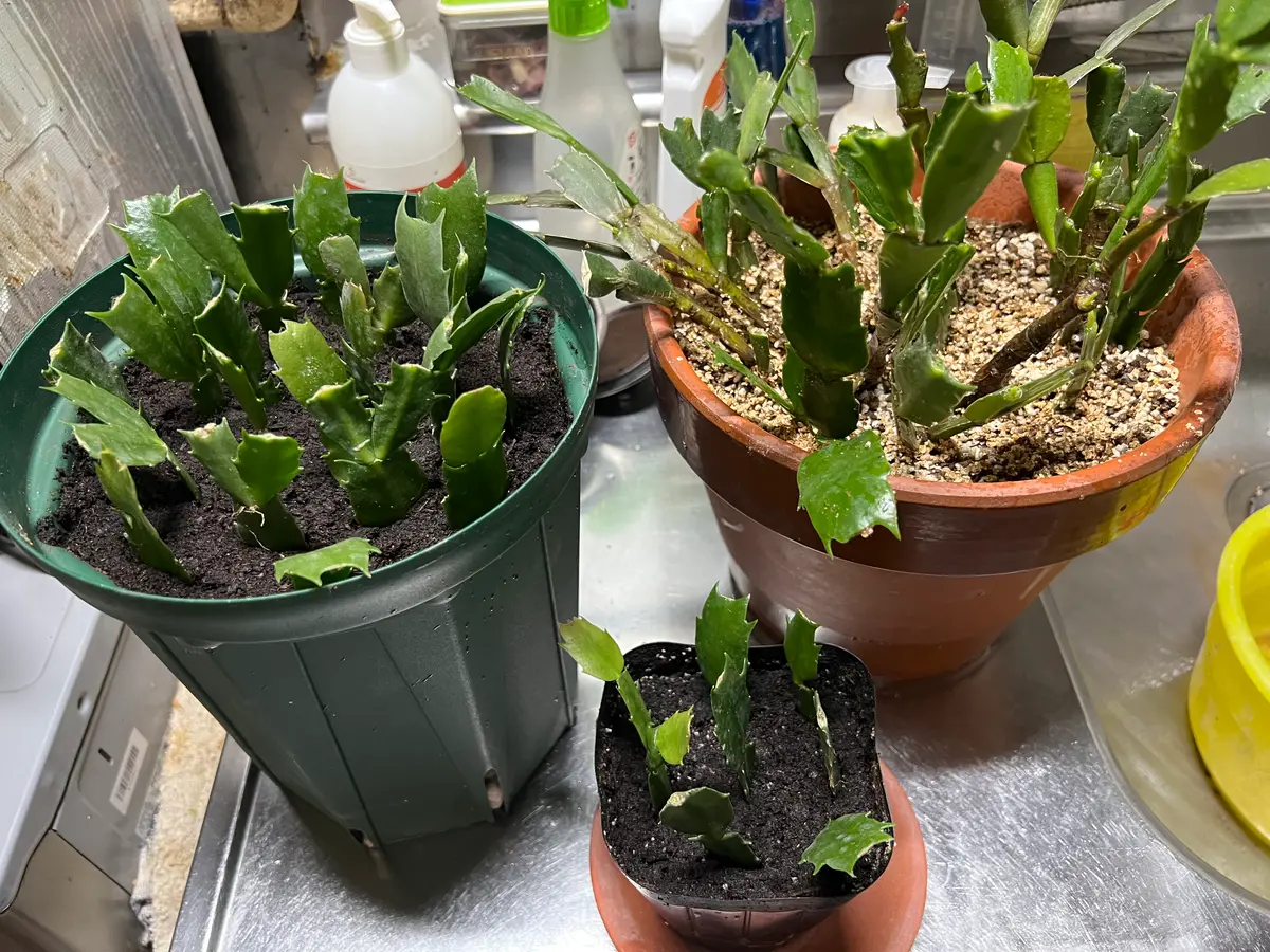 シャコバサボテンの植替えと挿し芽 2｜園芸日記byukp_simple