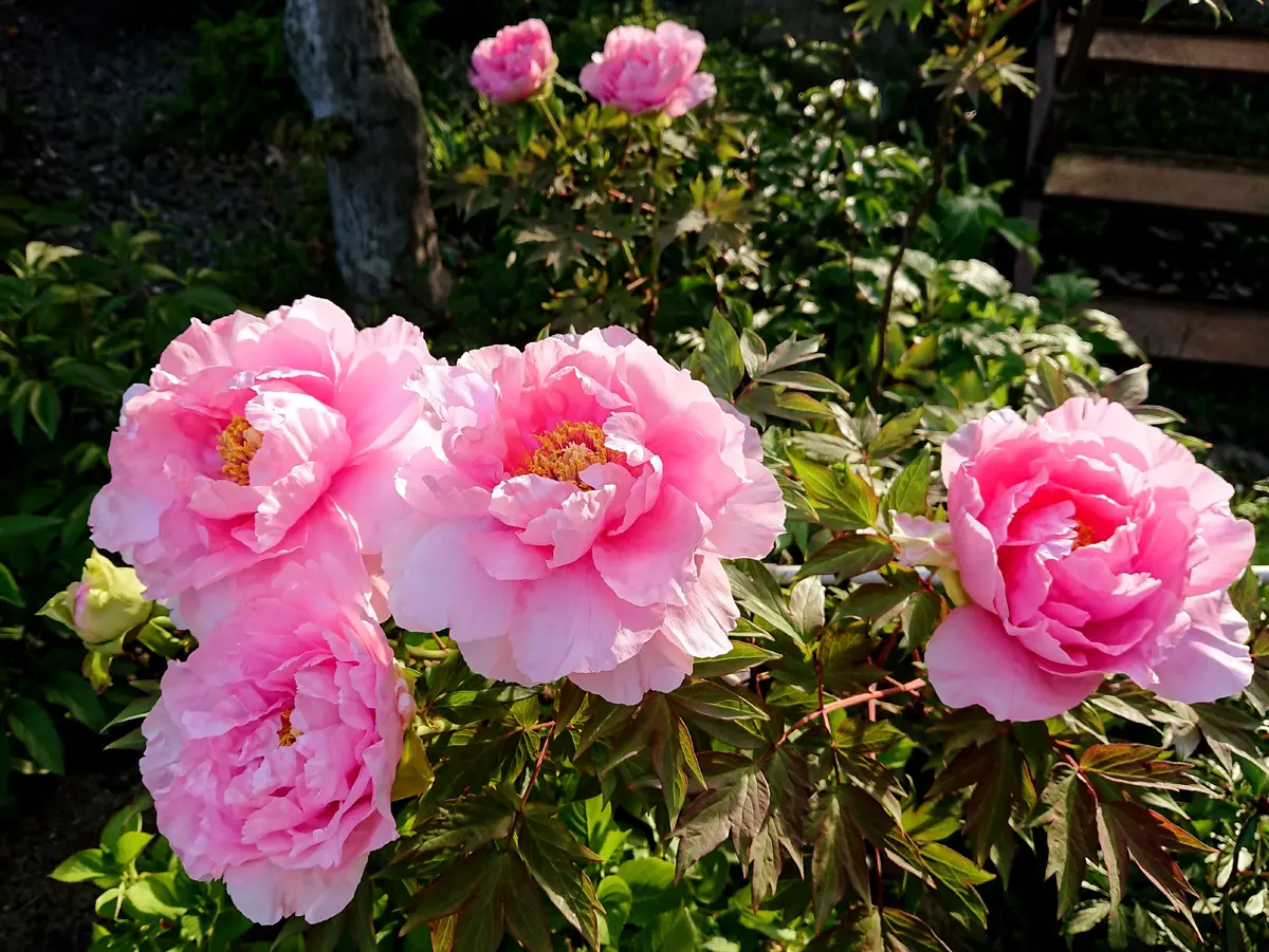 牡丹💗ツツジ💗｜園芸日記byゆづ｜みんなの趣味の園芸｜1076393