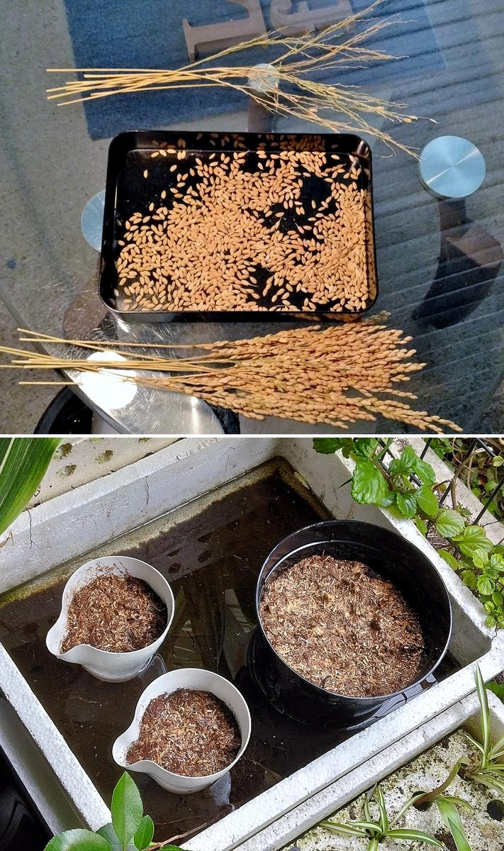 本日の作業 稲種まき コンテナ加工 バラ水やり｜園芸日記byMr 