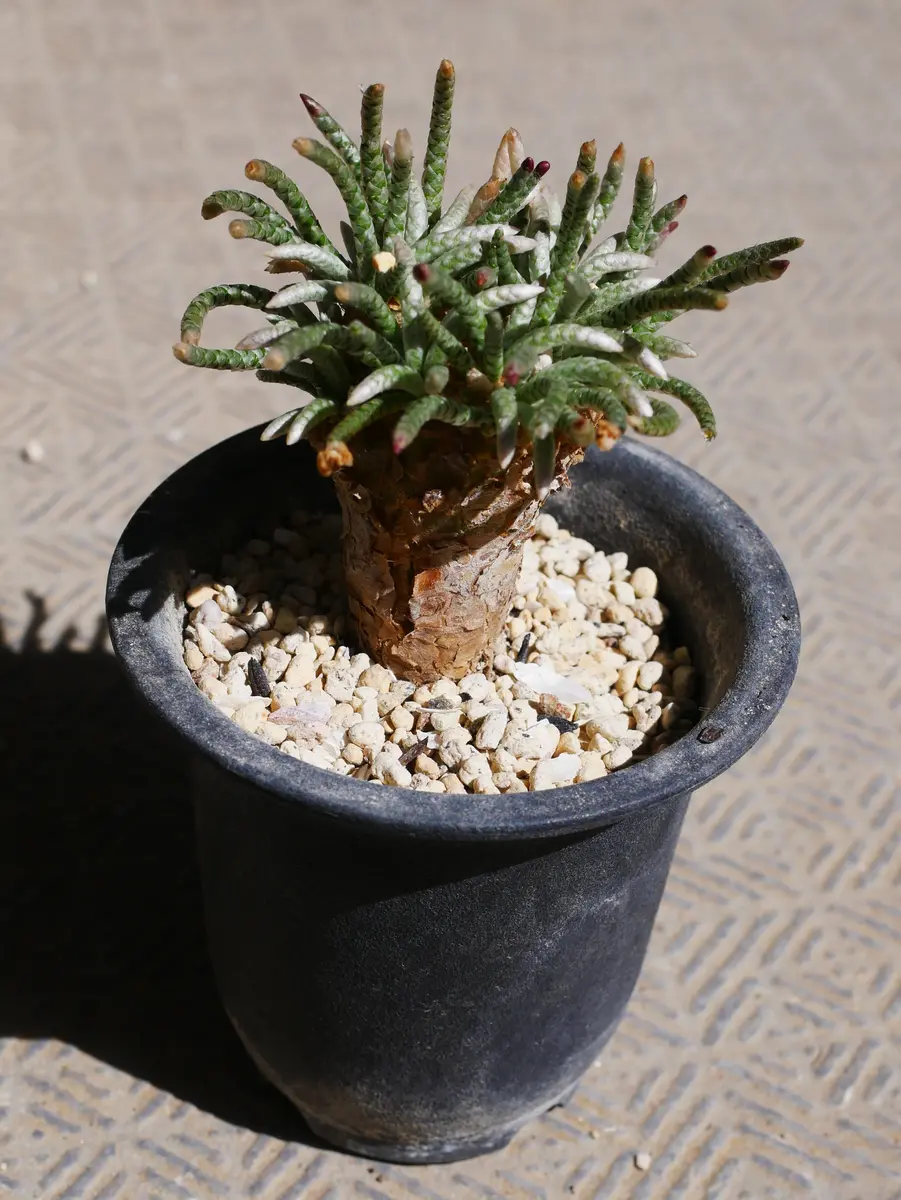 多肉植物、塊根類など写真全部 根や茎が肥大（コーデックス）の一覧（種類）｜多肉植物・サボテン図鑑