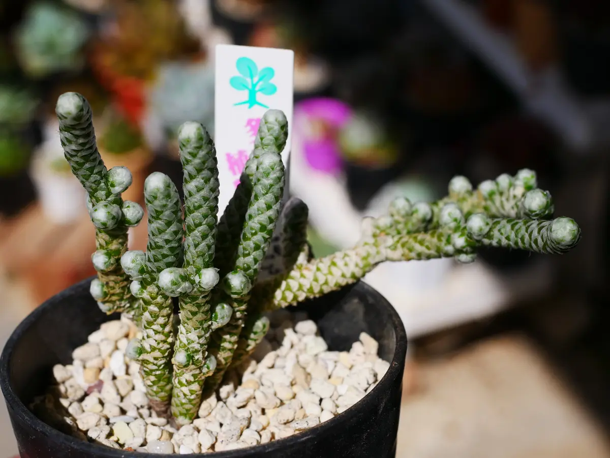 塊根植物｜園芸日記byうめ｜みんなの趣味の園芸｜1076597