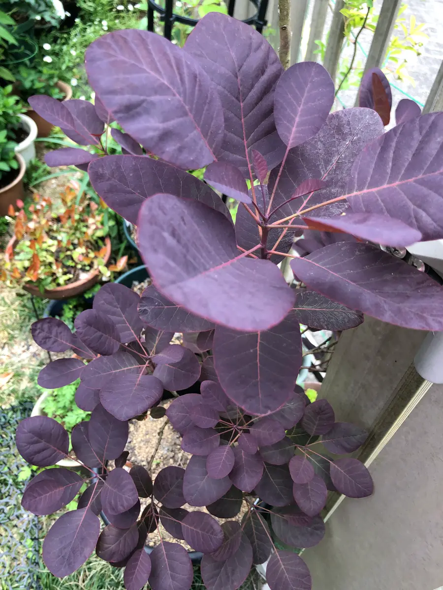 スモークにならないスモークツリー🌳｜園芸日記by花笑み｜みんなの趣味