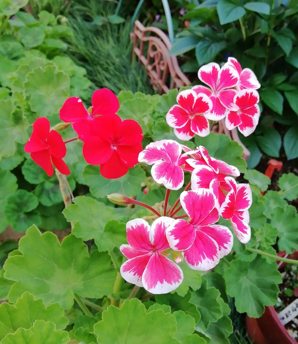 ゼラニウム ミスター・レン｜園芸日記by三日月｜みんなの趣味の園芸