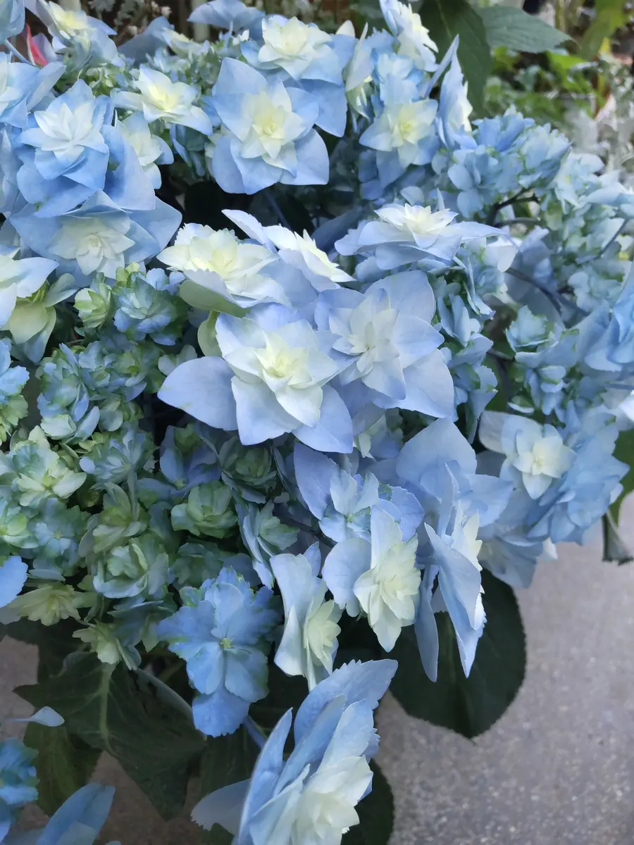 今年の新入りさん💙｜園芸日記byビスケ｜みんなの趣味の園芸