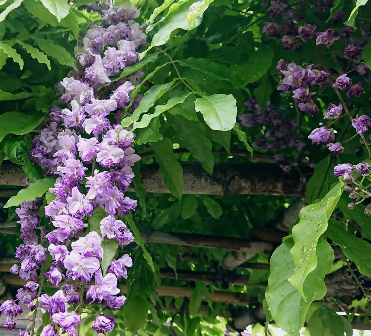 八重黒龍藤💜｜園芸日記byゆづ｜みんなの趣味の園芸｜1077277