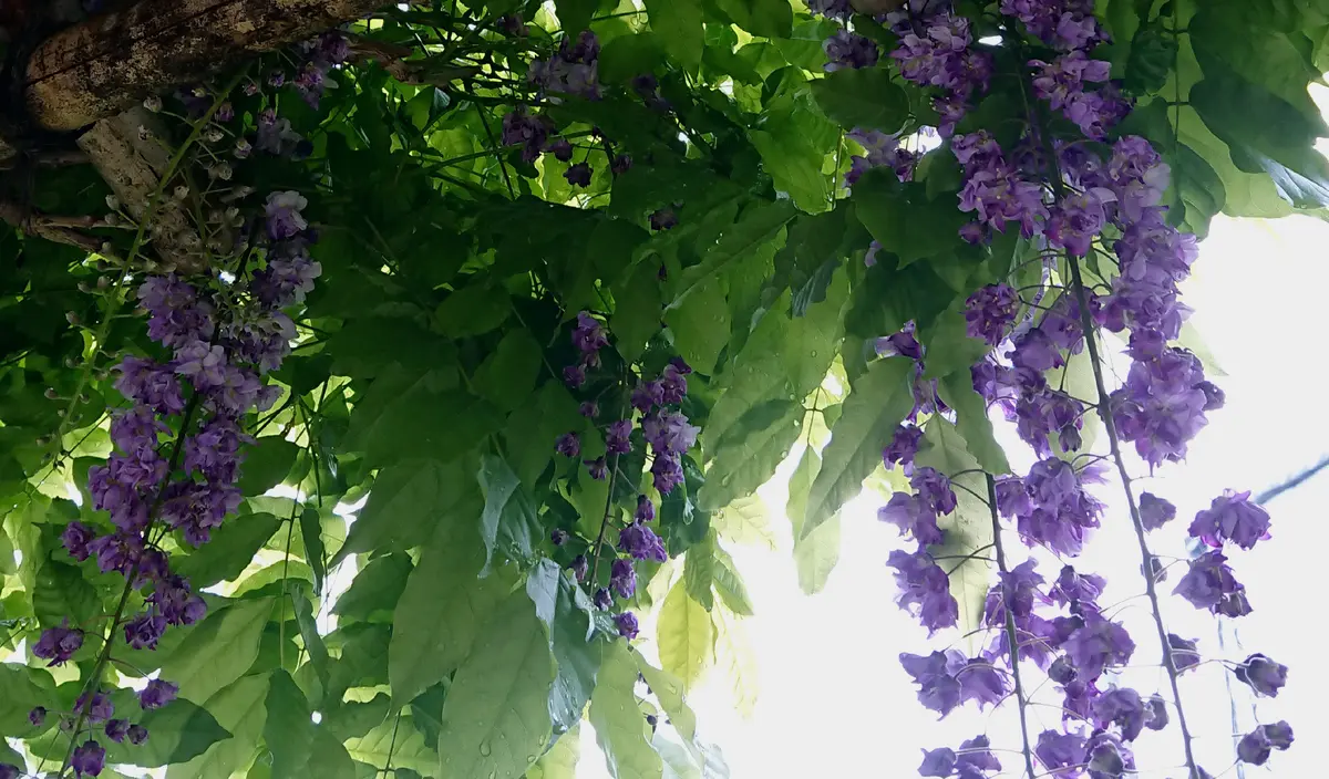 八重黒龍藤💜｜園芸日記byゆづ｜みんなの趣味の園芸｜1077277