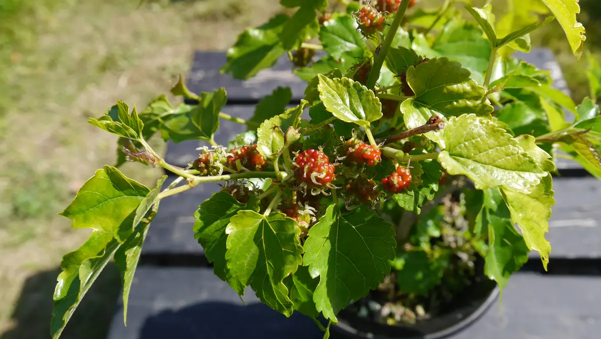 苺みたいな実がいっぱい-姫桑(ヒメクワ)｜園芸日記byshinji70