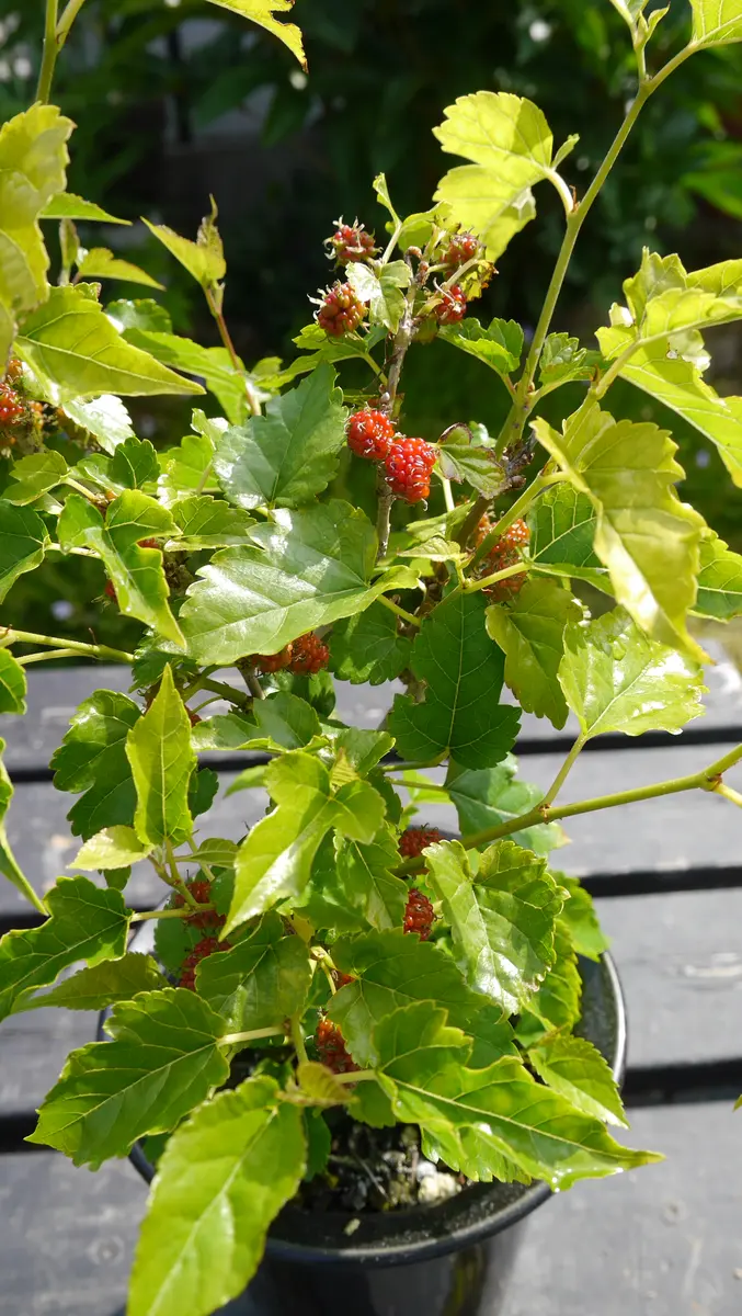 苺みたいな実がいっぱい-姫桑(ヒメクワ)｜園芸日記byshinji70