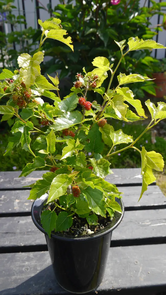 姫桑(ヒメクワ) 盆栽 2021.04.07…「姫桑（ヒメクワ）」の花芽 | 喫緊の刹那