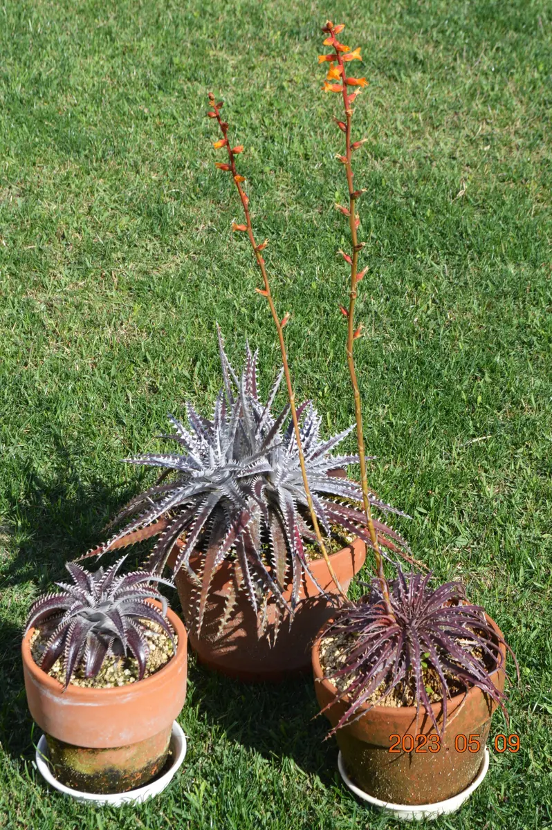 デイッキア 2頭 特選鉢植え 多頭 プロメリア アガベ 珍奇植物 多肉植物 デイッキア 2頭 特選鉢植え 多頭 プロメリア アガベ 珍奇植物 多肉植物