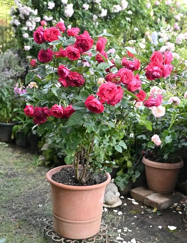 バラの鉢植えの日記一覧|有島 薫さんの園芸日記〔2ページ目 バラの鉢植えの日記一覧|有島 薫さんの園芸日記〔2ページ目