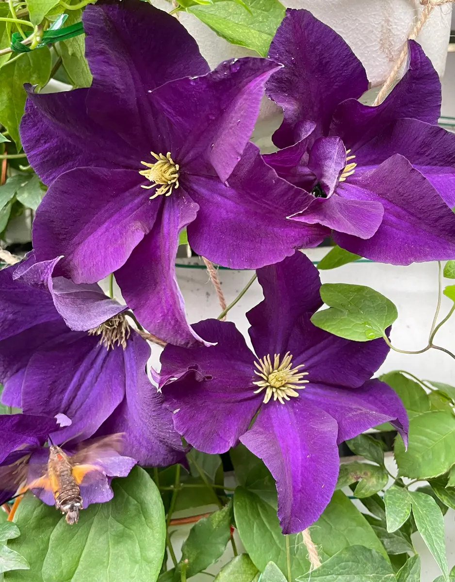 紫色の花たち クレマチス、ロベリア、カンパニュラ｜園芸日記