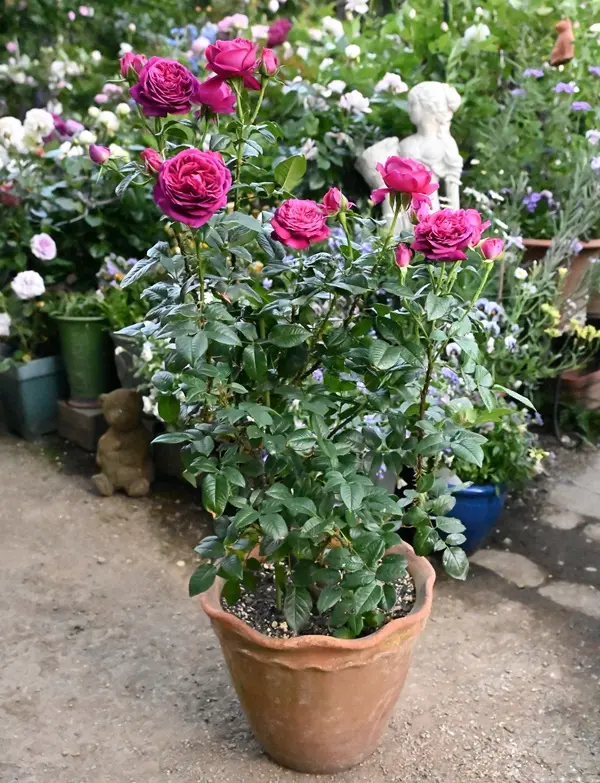 バラの鉢植えの日記一覧|有島 薫さんの園芸日記〔2ページ目