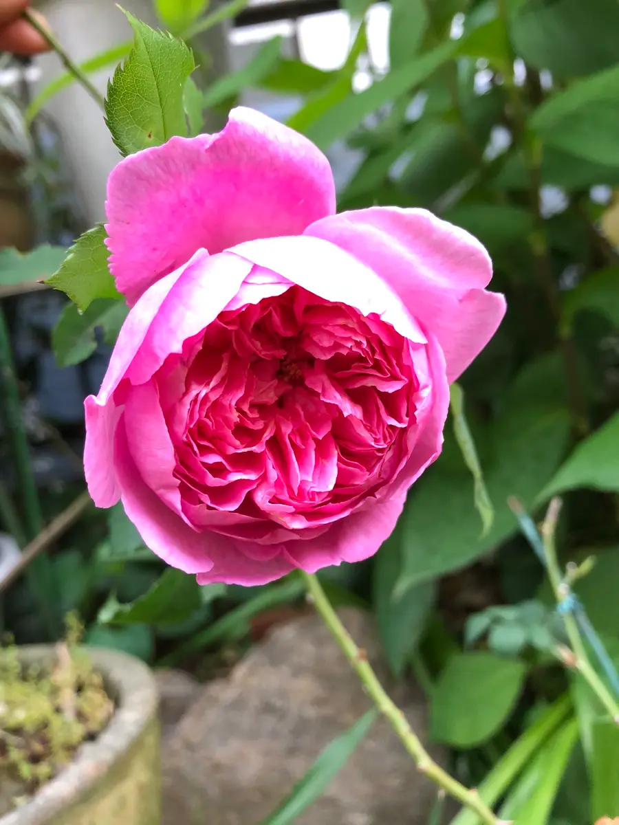 ピンク(4本仕立て)ミニバラ【野放し・手間いらず】