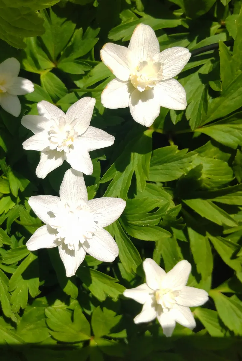 ベランダの山野草🌿ハルオコシ｜園芸日記byjictenko｜みんなの趣味の