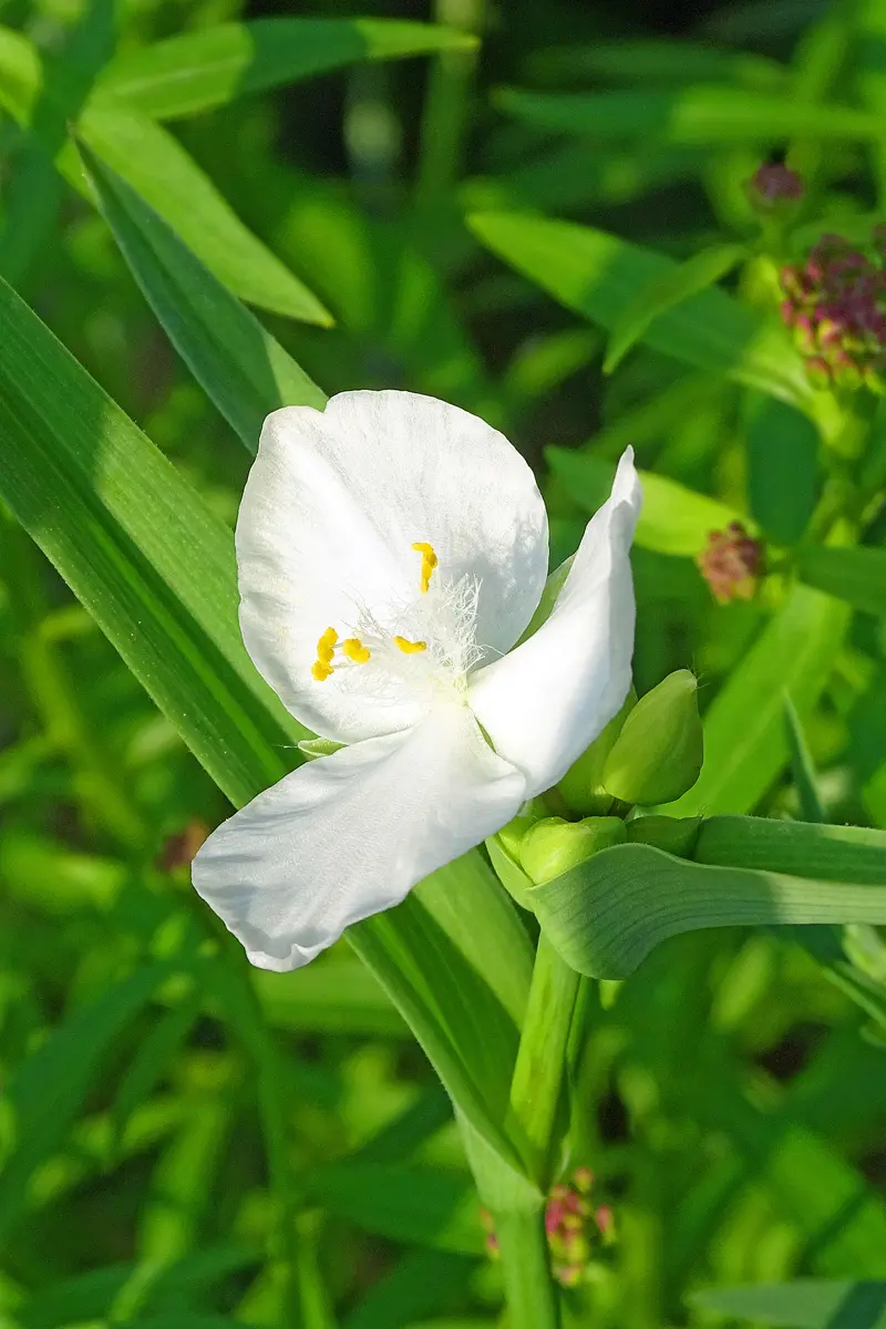 花びら の 白い 色 は 恋人 の 色