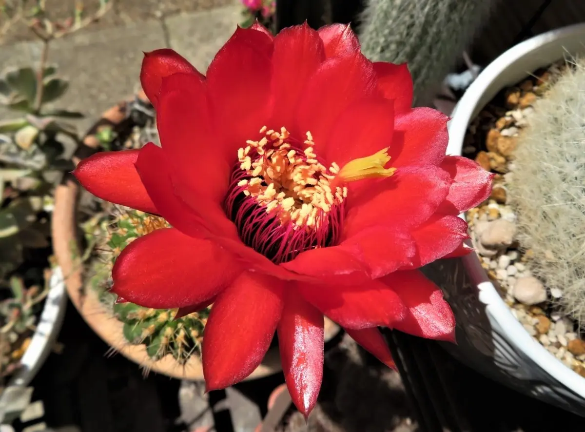 🌵サボテン美女丸の花｜園芸日記byロッキー｜みんなの趣味の園芸｜1079528