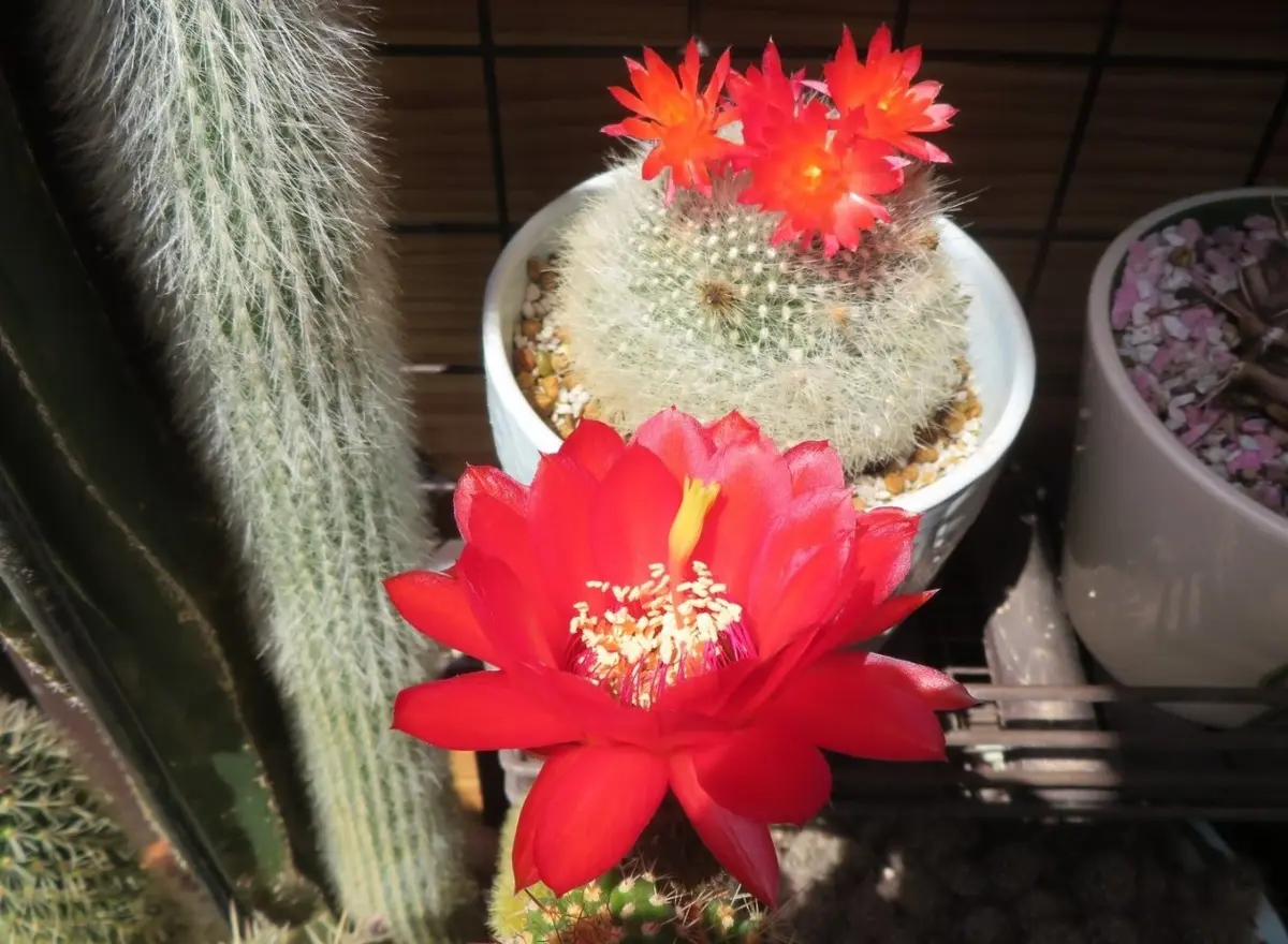 🌵サボテン美女丸の花｜園芸日記byロッキー｜みんなの趣味の園芸｜1079528