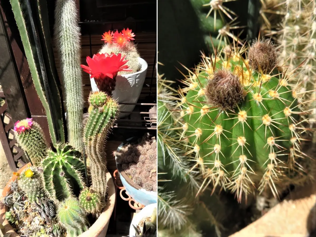 ご確認用】サボテン 美女丸hyb 抜き苗② 花サボテン