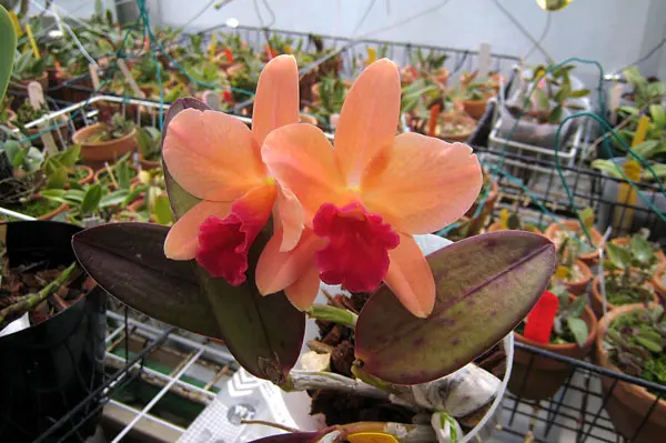 ミニカトレア｜園芸日記byzorovivi｜みんなの趣味の園芸｜1079557