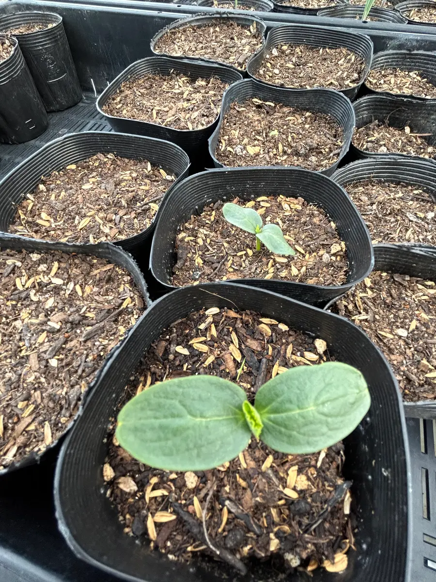 発芽🌱の便りをお届けするぞ📧｜園芸日記byアット｜みんなの趣味の園芸