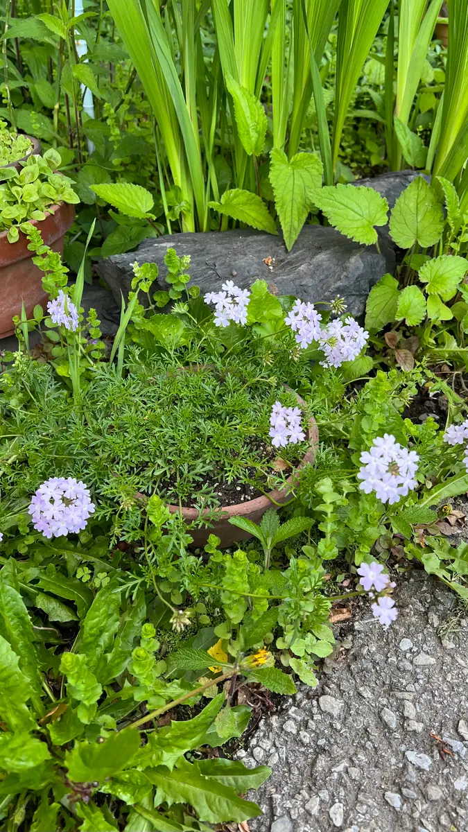 メキシコ産ランブータンの実生苗 3年目 3株セット 2024実生苗