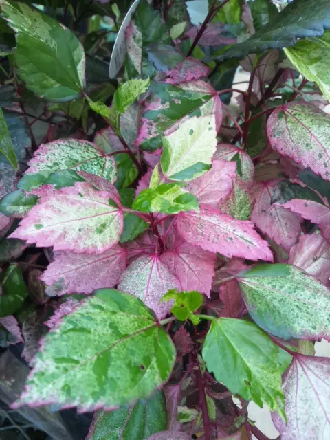 斑入りハイビスカス｜園芸日記by金子 明人｜みんなの趣味の園芸｜108004