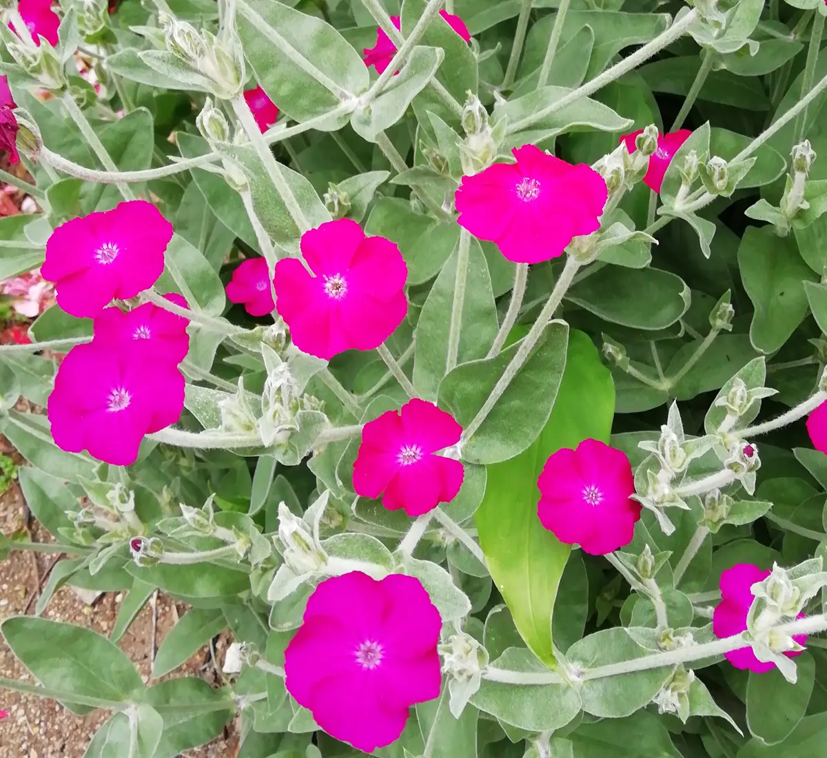 ビロード草(酔仙翁)｜園芸日記by三日月｜みんなの趣味の園芸｜1080075