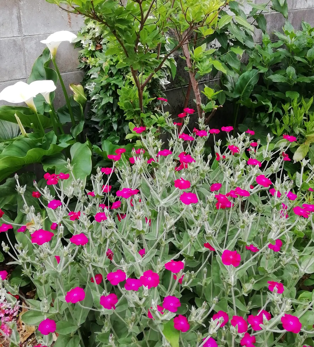 ビロード草(酔仙翁)｜園芸日記by三日月｜みんなの趣味の園芸｜1080075