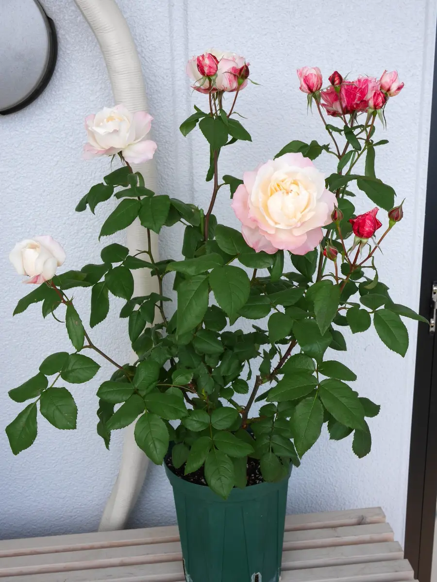 ラ シャンス ゼブラ（斑马耐心） レア バラ ラ・シャンスゼブラのゼブラが危険！！｜園芸日記byひよん｜みんなの