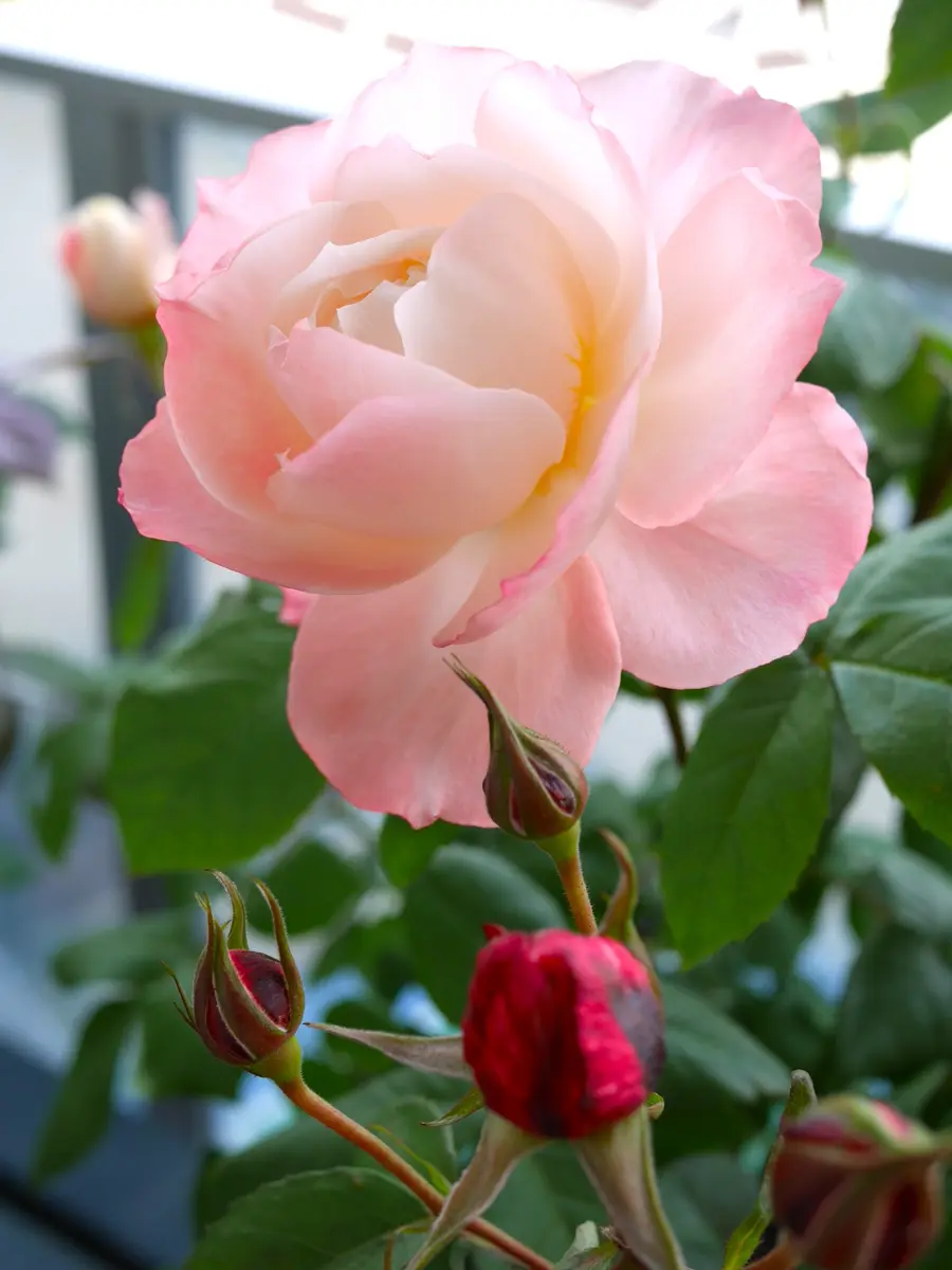 ラ・シャンスゼブラのゼブラが危険！！｜園芸日記byひよん｜みんなの