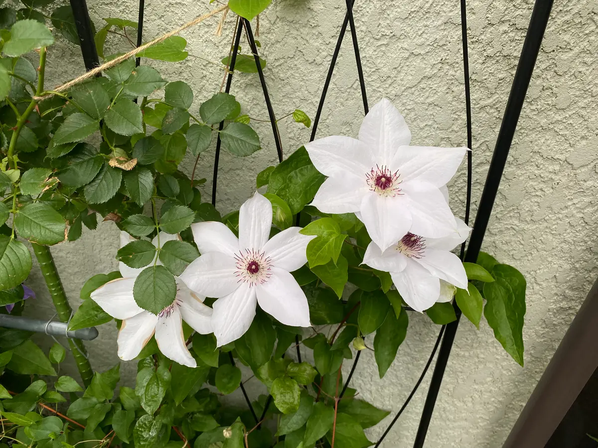 クレマチスの挿し木｜園芸日記byBP｜みんなの趣味の園芸｜1080719