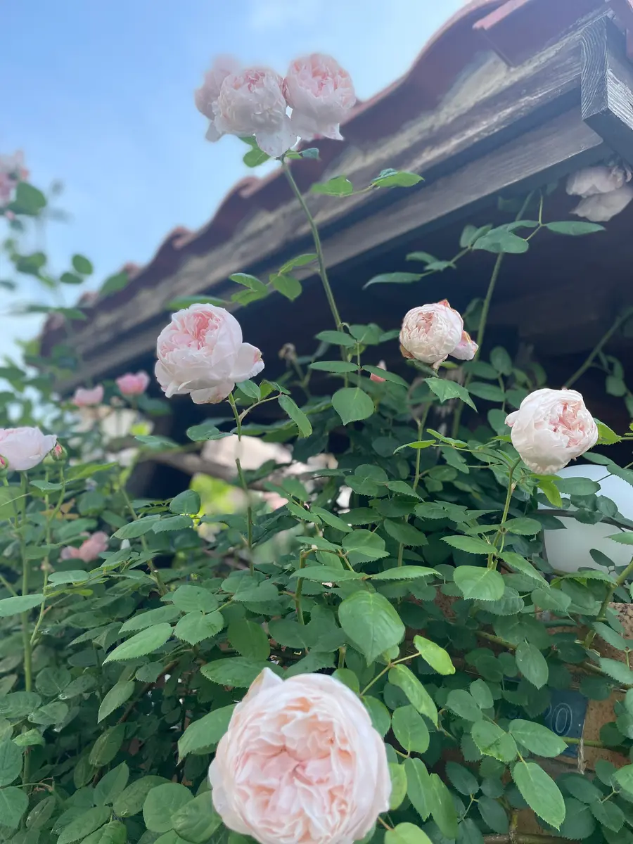 最後の薔薇セント・セシリア😊そして季節は移ろいます｜園芸日記
