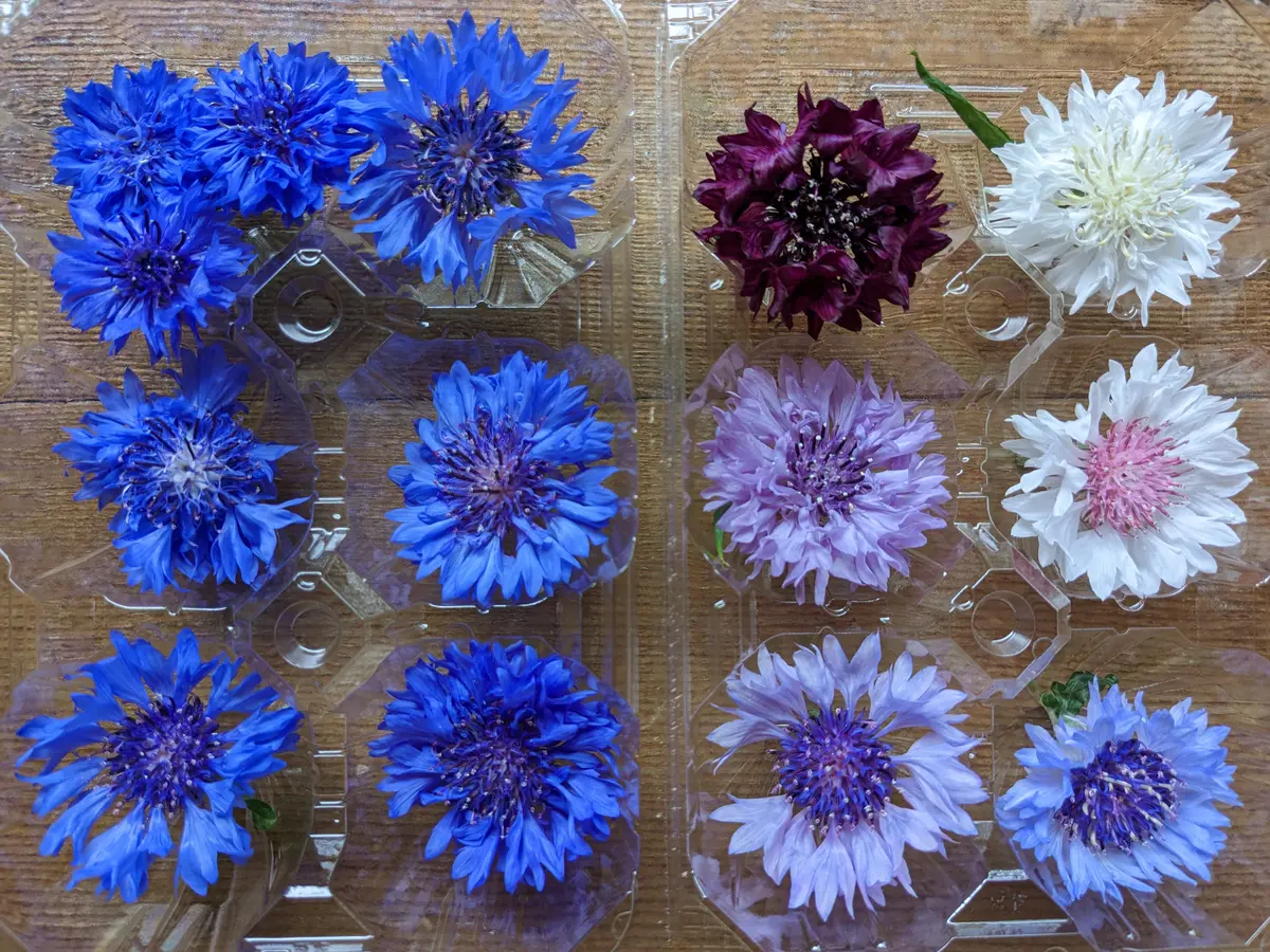 矢車草確認ページ ヤグルマギクの判定方法 (Centaurea cyanus)