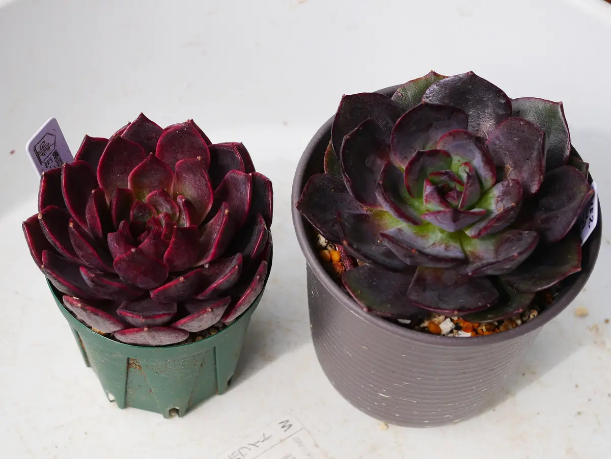 発根が良かったエケベリア抜き苗の植付け｜園芸日記byうめ